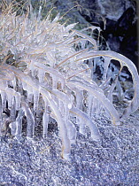 Grasses covered in ice high in the Pyrenees, Spain