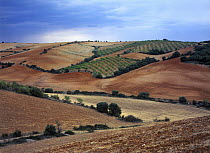 Hills and cultivated fields separated by windbreaks, Aguilon, Spain
