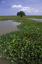 Common Water Hyacinth (Eichhornia crassipes) covering much of the surface of a vernal pond, Venezuela