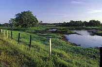 Seasonally flooded lowlands of a cattle ranch, Venzuela