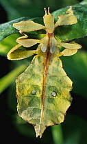 Celebes Leaf Insect (Phyllium celebicum), native to southeast Asia