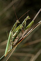 European Mantid (Mantis religiosa) pair mating, Europe