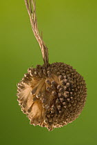 Hybrid Plane (Platanus x hispanica) seed ball, Europe