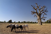 Baobab (Adansonia sp) tree and goats on overgrazed land, Burkina Faso, west Africa