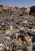 Donkey (Equus asinus) foraging among garbage strewn streets of Ouahigouya, Burkina Faso, west Africa