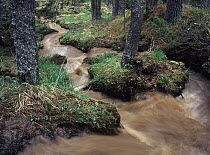 Spirke (Pinus uncinata) forest drained of sediments following heavy rains, Pyrenees, France