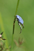 Scarab Beetle (Hoplia caerulea) male clinging to grass, Delta del Ebro Natural Park, Spain