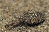 Antlion (Myrmeleontidae) larva, Tarragona, Spain