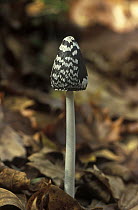 Magpie Inkcap (Coprinus picaceus) growing through leaf litter near Barcelona, Spain