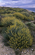 Albaida (Anthyllis cytisoides) growing in sandy soils along the coast of the Mediterranean Sea, Tarragona, Spain