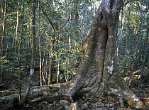 Subtropical semideciduous forest with variable humidity in the south of Juventud Island, Cuba