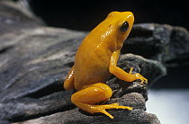 Golden Mantella (Mantella aurantiaca) frog, critically endangered species native to Madagascar