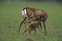 Pampas Deer (Ozotoceros bezoarticus) mother and young, Pantanal, Brazil