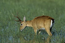 Pampas Deer (Ozotoceros bezoarticus) male foraging in swamp, Pantanal, Brazil