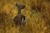 Pampas Deer (Ozotoceros bezoarticus) female eating flowers in grassland, southern Pantanal, Brazil