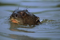 Giant River Otter (Pteronura brasiliensis) an endangered species, swimming, Pantanal, Brazil