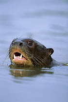 Giant River Otter (Pteronura brasiliensis) an endangered species, swimming, Pantanal, Brazil