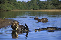 Giant River Otter (Pteronura brasiliensis) an endangered species, eating fish in shallow water with Jacare Caiman (Caiman yacare) approaching, Pantanal, Brazil