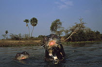 Giant River Otter (Pteronura brasiliensis) pair, an endangered species, curiously raising heads above water, Pantanal, Brazil