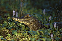 Jacare Caiman (Caiman yacare) surrounded by water hyacinths, Pantanal, Brazil