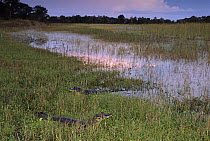 Jacare Caiman (Caiman yacare) pair resting at twilight in grasses near lagoon, Pantanal, Brazil