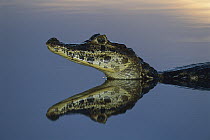 Jacare Caiman (Caiman yacare) with head reflected in lagoon, Pantanal, Brazil