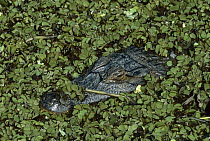 Jacare Caiman (Caiman yacare) in water plants, Pantanal, Brazil
