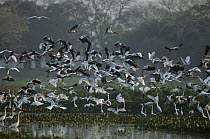 Wood Stork (Mycteria americana) and Great Egret (Ardea alba) flock taking flight, Pantanal, Brazil