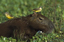 Cattle Tyrant (Machetornis rixosa) birds on Capybara (Hydrochoerus hydrochaeris) in swamp, Pantanal, Brazil