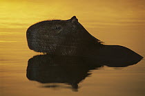 Capybara (Hydrochoerus hydrochaeris) in river at sunrise, Pantanal, Brazil
