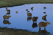 Capybara (Hydrochoerus hydrochaeris) group in lagoon, Pantanal, Brazil
