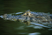 Jacare Caiman (Caiman yacare) swimming, Pantanal, Brazil