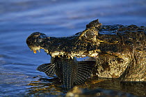 Jacare Caiman (Caiman yacare) with fresh caught fish in mouth, Mato Grosso, Pantanal, Brazil