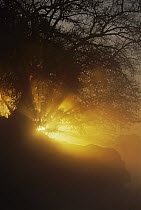 Sunrays filtering through tree and fog at sunrise, Rio Negro, Pantanal, Brazil