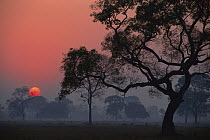 Sunrise over open park landscape with trees, Transpantaneira, Pantanal, Brazil