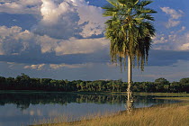 Copernicia (Copernicia alba) palm tree at brakish lake, southern Pantanal, Brazil
