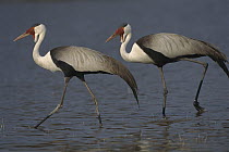 Wattled Crane (Bugeranus carunculatus) pair walking, Okavango Delta, Botswana