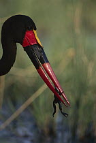 Saddle-billed Stork (Ephippiorhynchus senegalensis) eating frog, Okavango Delta, Botswana