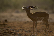 Impala (Aepyceros melampus) male snorting, Savute, Chobe National Park, Botswana
