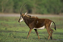 Sable Antelope (Hippotragus niger) walking, Moremi Game Reserve, Okavango Delta, Botswana
