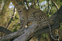 Leopard (Panthera pardus) looking for prey, Moremi Game Reserve, Okavango Delta, Botswana