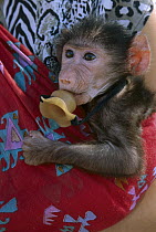 Chacma Baboon (Papio ursinus) orphan held by woman working for rehabilitation center, Namibia