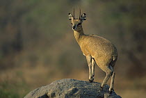 Klipspringer (Oreotragus oreotragus) on rock, Mala Malamala Game Reserve, South Africa