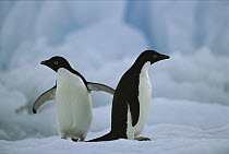 Adelie Penguin (Pygoscelis adeliae) pair on ice floe, Paulet Island, Antarctica
