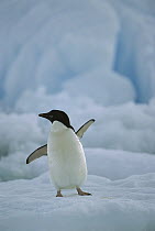 Adelie Penguin (Pygoscelis adeliae) on ice floe, Paulet Island, Antarctica