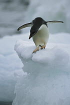 Adelie Penguin (Pygoscelis adeliae) getting ready to jump into water, Paulet Island, Antarctica