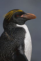 Macaroni Penguin (Eudyptes chrysolophus) portrait, Cooper Bay, South Georgia Island