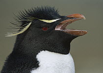 Rockhopper Penguin (Eudyptes chrysocome) calling, Falkland Islands