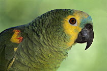 Blue-fronted Parrot (Amazona aestiva) portrait, southern Pantanal, Brazil