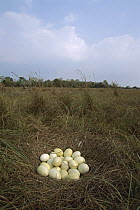 Greater Rhea (Rhea americana) eggs in nest, Pantanal, Brazil